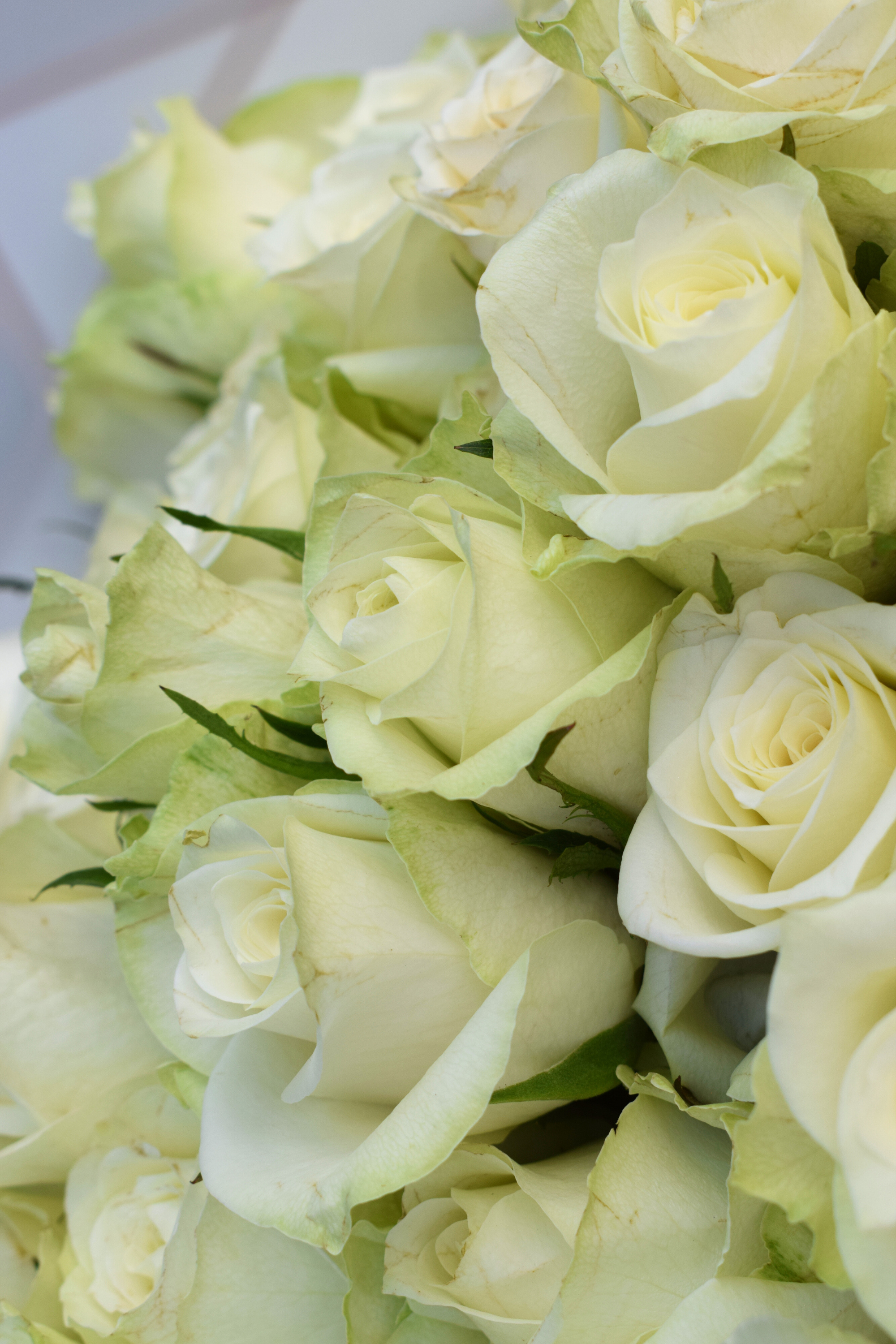 White Rose Classic Arrangement – Aspen&Co