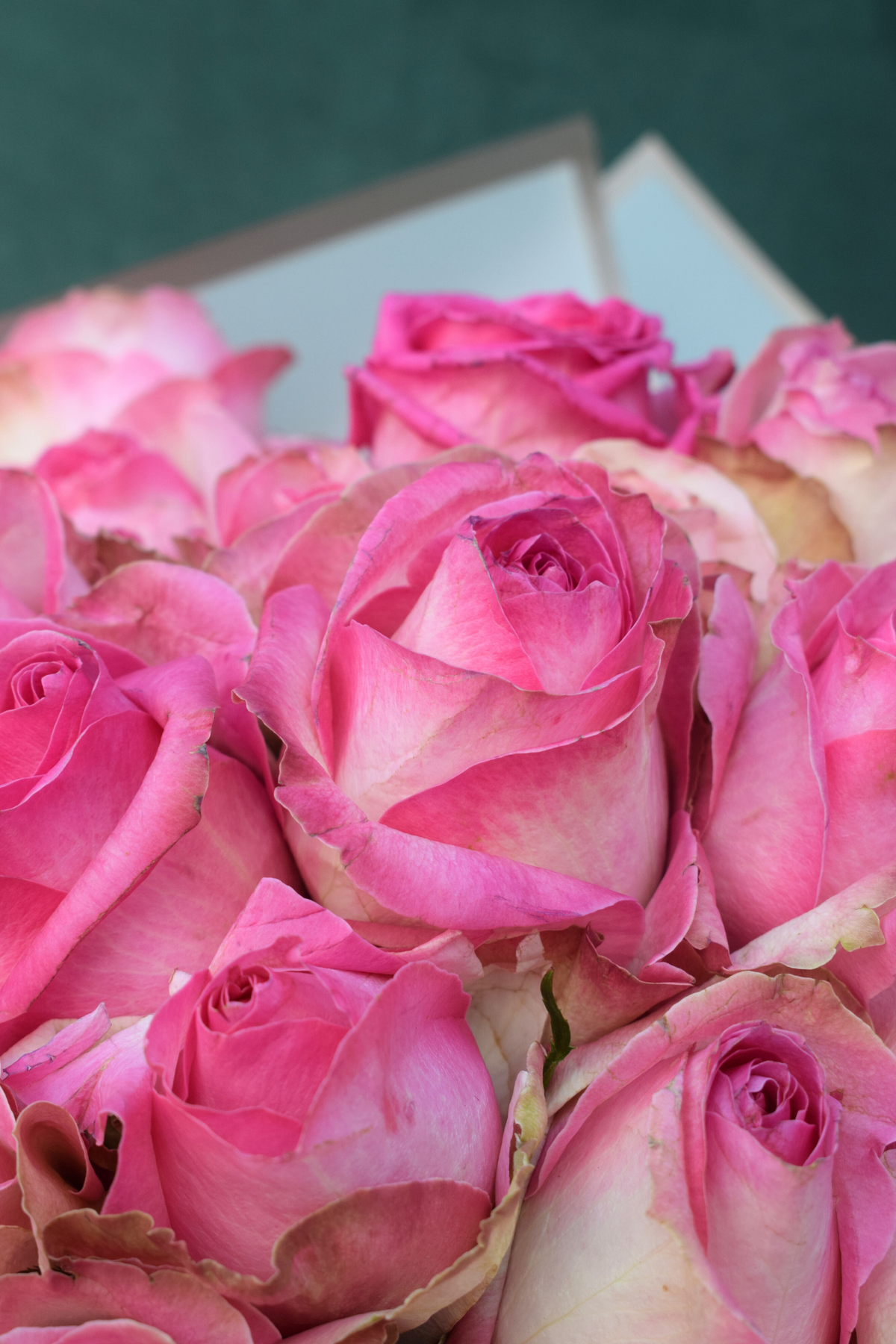 Pink Roses Classic Pink Rose Classic Arrangement – Aspen&Co