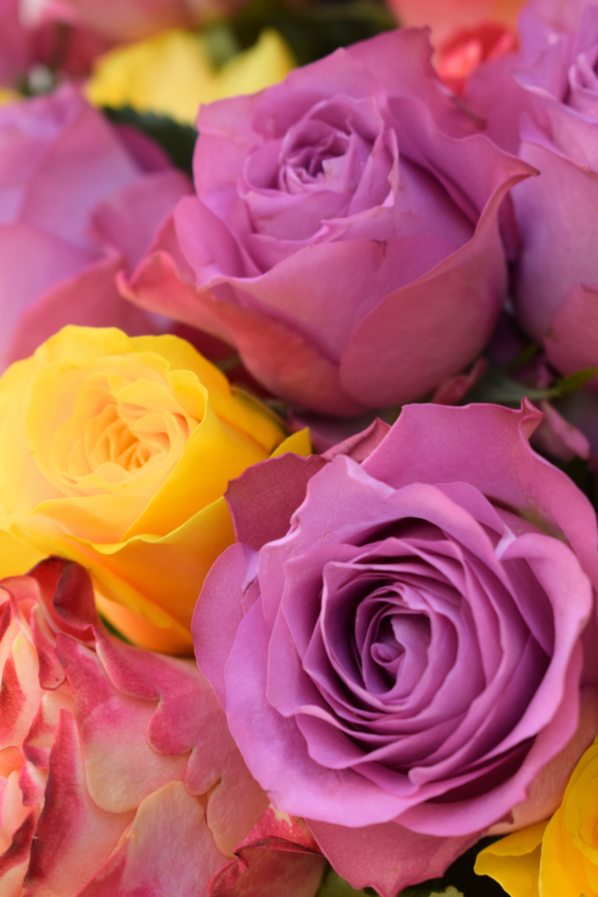 Mixed Rose Classic Bouquet – Aspen&Co